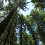 Upward perspective of towering pine trees with sunlight filtering through the branches in a dense forest